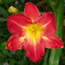 Hemerocallis Indy Fireworks